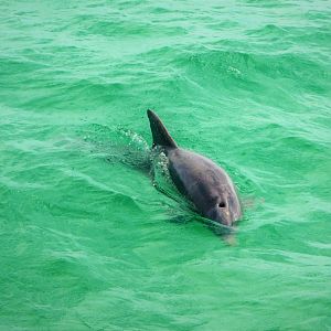 Common Bottlenose Dolphin