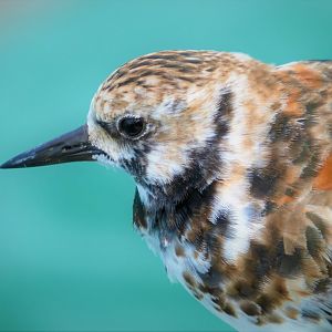 Ruddy Turnstone