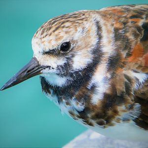 Ruddy Turnstone