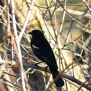 Red-winged blackbird