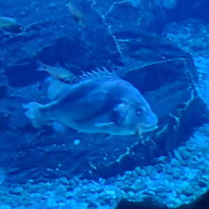 Fish ID?