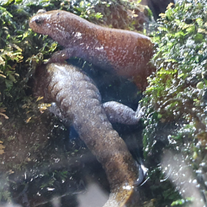 Newt/Salamander ID?