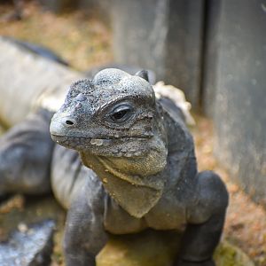 Rhinoceros Iguana (Cyclura cornuta)
