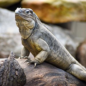 Rhinoceros Iguana (Cyclura cornuta)