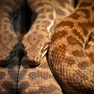 Stimson's Python (Antaresia stimsoni)