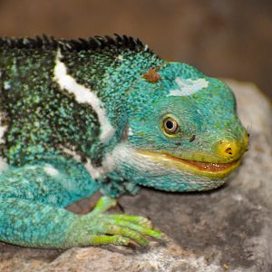Fijian Crested Iguana (Brachylophus vitiensis)