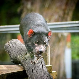 Tasmanian Devil (Sarcophilus harrisii)