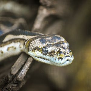 South-West Carpet Python (Morelia spilota imbricata)