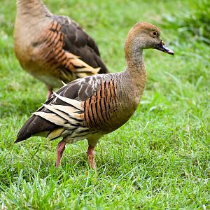 wild - Plumed Whistling Duck (Dendrocygna eytoni)