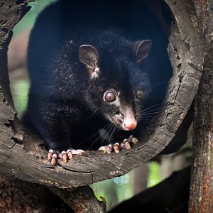 Short-eared Brushtail Possum (Trichosurus caninus)