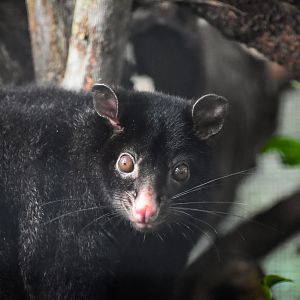 Short-eared Brushtail Possum (Trichosurus caninus)