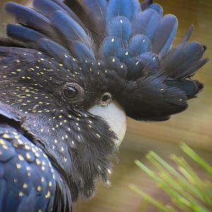 Red-tailed Black Cockatoo (Calyptorhynchus banksii)