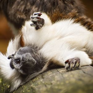 Cotton-top Tamarin (Saguinus oedipus)