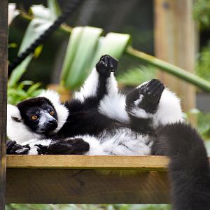 Black-and-white Ruffed Lemur (Varecia variegata)