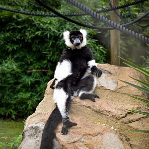 Black-and-white Ruffed Lemur (Varecia variegata)