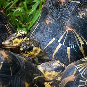 Radiated Tortoises (Astrochelys radiata)
