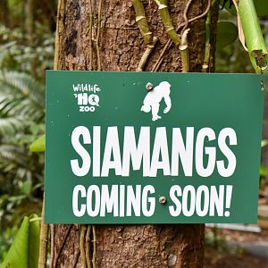 Siamang Coming Soon