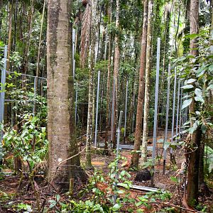 Future Siamang Enclosure