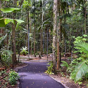 Future Siamang Enclosure