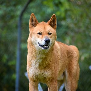 Dingo (Canis dingo)