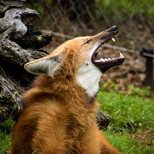 Maned Wolf (Chrysocyon brachyurus)