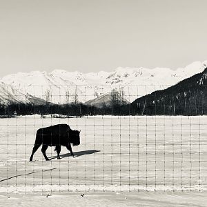 Wood Bison