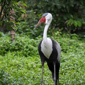 Wattled crane