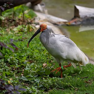 Crested ibis