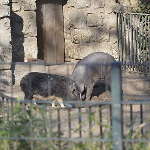 Babirusa and pot-bellied pig [2018]