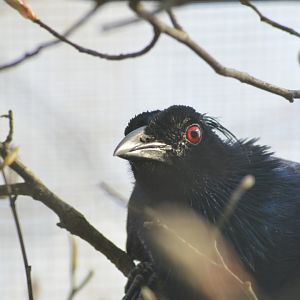 Trumpet manucode [2018]