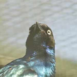 Superb starling [2018]