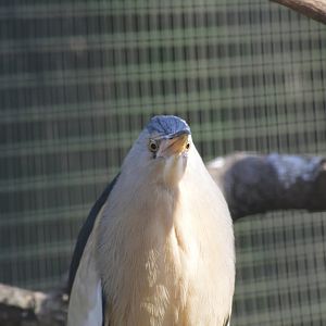 Little bittern [2018]