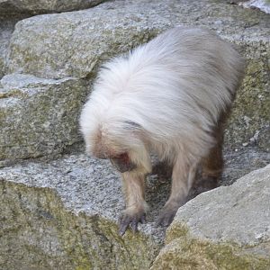 Stump-tailed macaque [2018]