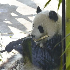 Giant panda [2018]