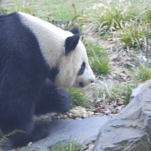 Giant panda [2018]