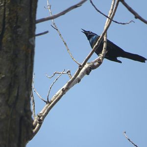 Common grackle