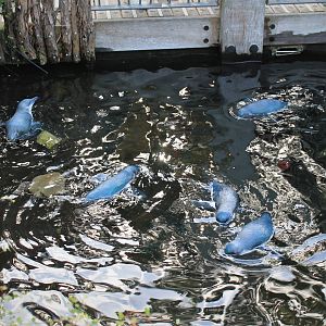 Little Blue Penguins (Eudyptula minor)