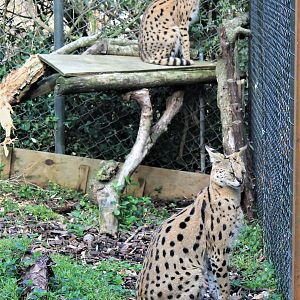Servals (Leptailurus serval)