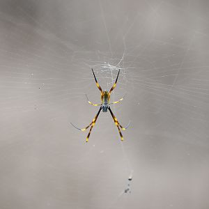 Humped Golden Orb-weaving Spider (Nephila plumipes)