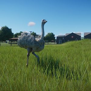 White Ostrich