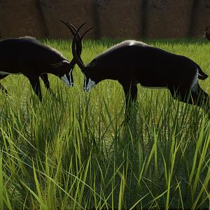 Sable Antelope Fight