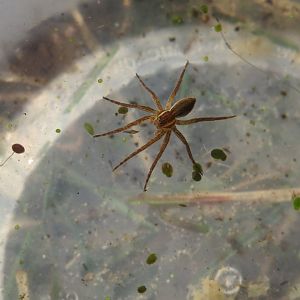 Six-spotted fishing spider
