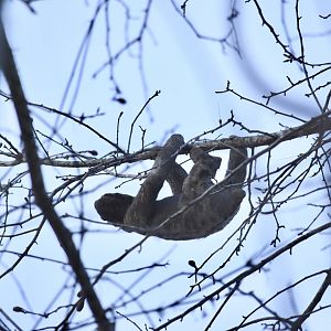 brown-throated sloth (Bradypus variegatus)