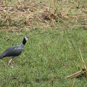 Northern screamer (Chauna chavaria)