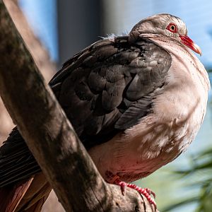 Pink Pigeon