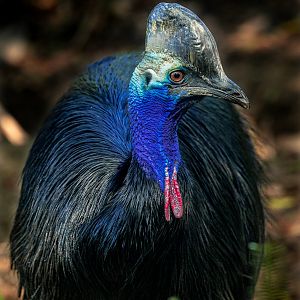 Southern Cassowary