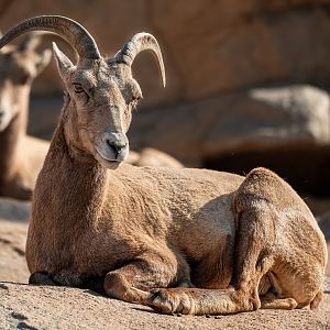 Desert Bighorn Sheep
