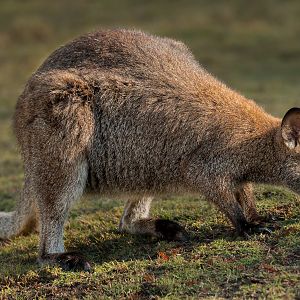 Red Necked Wallaby