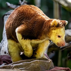 Matschie’s Tree Kangaroo