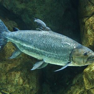 Goliath Tigerfish